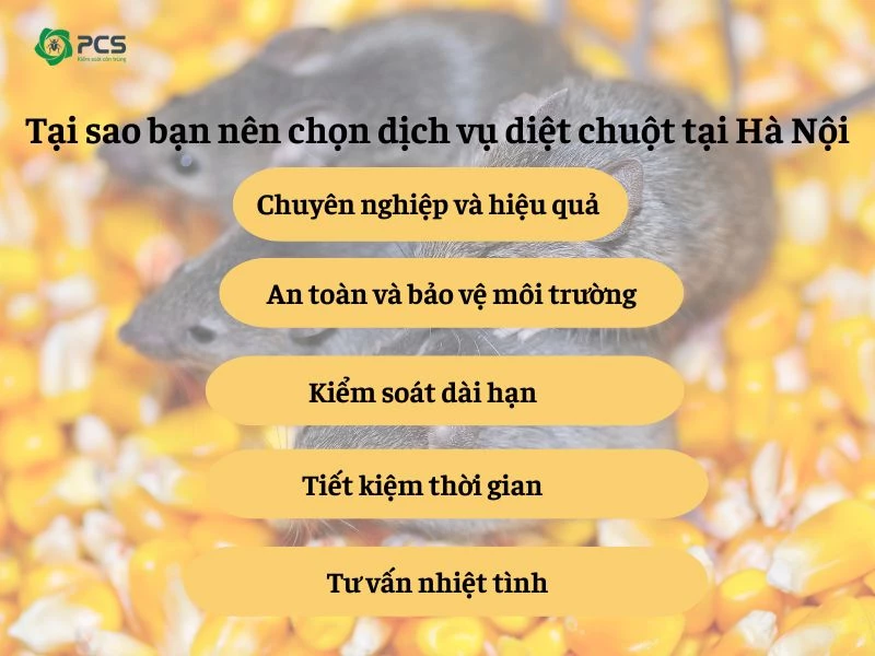 Dịch vụ diệt chuột tại Hà Nội 